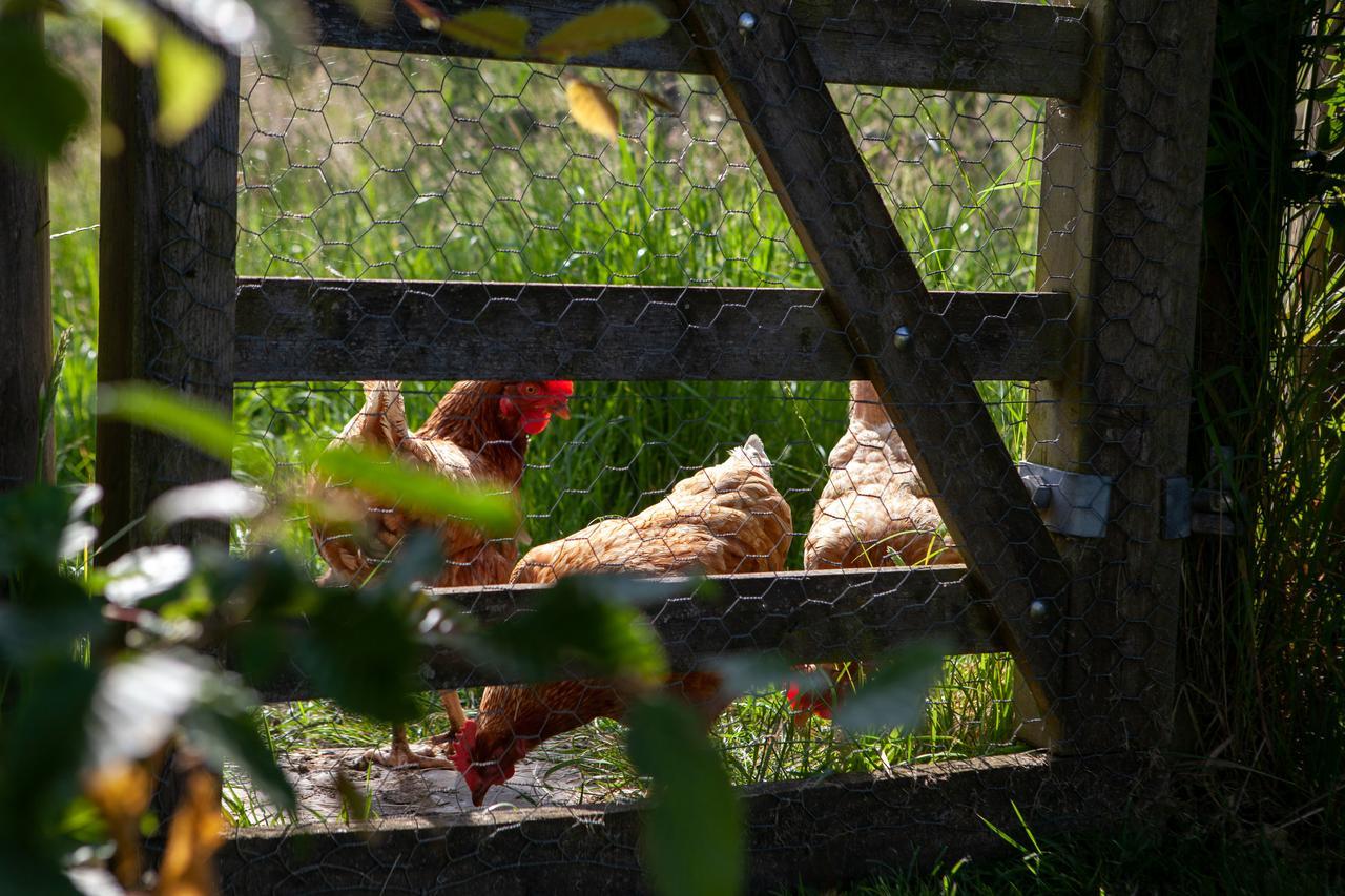 Gutchpool Farm Panzió Gillingham  Kültér fotó